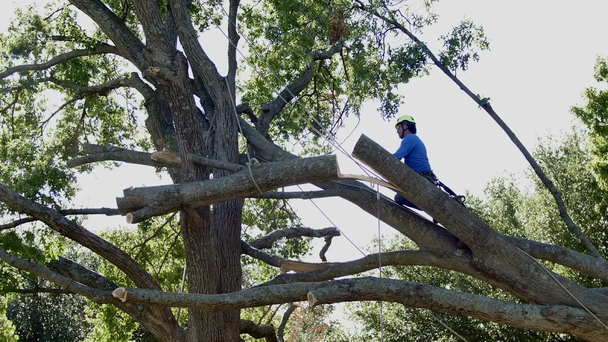 Professional Hazardous Tree Removal performed by certified arborists in Thorp